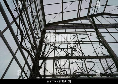 Intérieur d'une serre en vue à angle bas. Les parois en verre sont recouvertes de plantes rampantes sèches. Banque D'Images