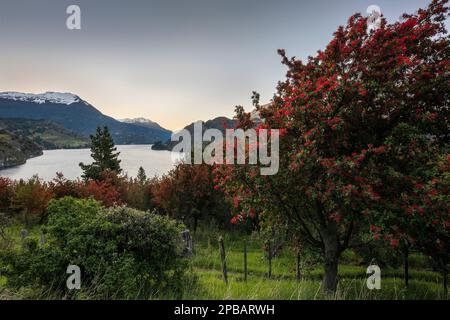 Lever de soleil avec buisson de feu en fleur, lac et montagnes, Carretera Austral, Patagonie Banque D'Images