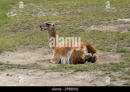 Guanco femelle à bouche ouverte reposant dans une dépression sablonneuse, vallée de Chacabuco, Patagonie Banque D'Images