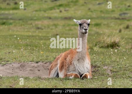 Guanaco femelle se reposant dans une dépression sablonneuse avec des fleurs sauvages, vallée de Chacabuco, Patagonie Banque D'Images