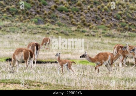 Troupeau de guanacos (Lama guanicoe) avec mère et chulengo, vallée de Chacabuco, Patagonie Banque D'Images