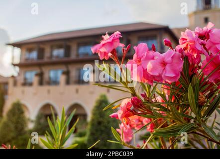 Oléander : arbuste vert persistant du sud avec fleurs rouges, roses ou blanches à Paphos sur fond d'hôtel 5 étoiles - belle nature! Banque D'Images