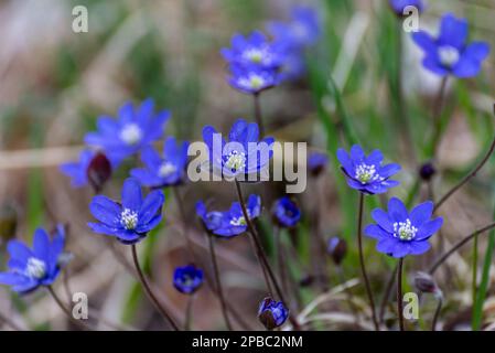 Anemone hepatica (syn. Hepatica nobilis), l'hepatica, le liverwort, le kidneywort, ou le pennywort commun, est une espèce de plante à fleurs dans la coupe de beurre f Banque D'Images