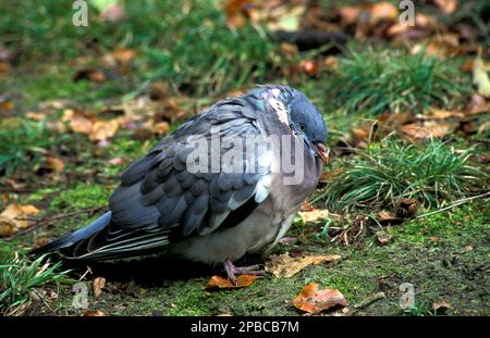 Pigeon blessé sur l'herbe Banque D'Images