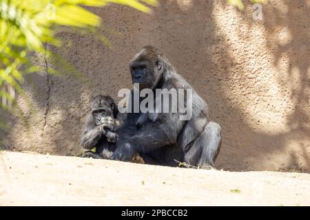 Mère gorilla se détendant avec son enfant Banque D'Images