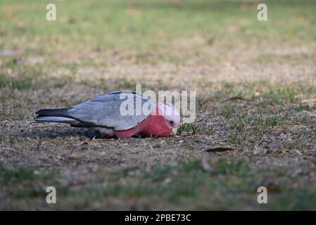 Vue latérale d'une galah unique debout sur l'herbe ombrabée avec sa tête très basse au sol Banque D'Images