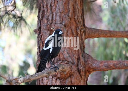 Magpie australienne mâle perchée sur une branche d'arbre comme il regarde dans le premier plan, sa tête légèrement tournée Banque D'Images