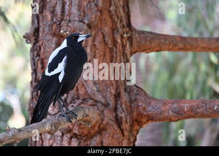 Vue latérale d'un magpie australienne mâle fièrement perché sur une branche d'arbre Banque D'Images