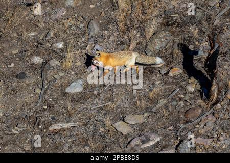 Un renard roux porte une jambe de cerf qu'il a ramassé tôt le matin dans une région montagneuse au début du printemps Banque D'Images