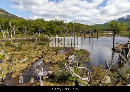 Un barrage de castors abrite un lac dans les Andes du parc national de Tierra del Fuego en Patagonie près d'Ushuaia Argentine à la frontière du Chili Banque D'Images