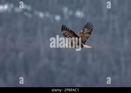 Un pygargue à tête blanche survole la rivière Lamar dans le parc national de Yellowstone à la recherche de poissons au début du printemps Banque D'Images