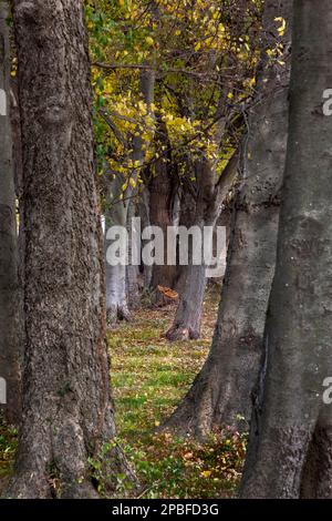 De beaux arbres de forêt illuminés dans les couleurs de l'automne et le soleil de l'après-midi présentent un regard assez conte dans cette merveille naturelle Banque D'Images