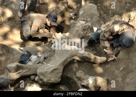 Paléontologues et villageois travaillent à l'excavation d'os fossilisés d'une espèce d'éléphant éteinte scientifiquement identifiée comme Elephas hysudrindicatus, ou populairement appelé 'éléphant Blora', à Sunggun, Mendalem, Kradenan, Blora, Central Java, Indonésie. L'équipe de scientifiques de la recherche sur les vertébrés (Agence géologique, Ministère indonésien de l'énergie et des ressources minérales), dirigée par les paléontologues Iwan Kurniawan et Fachroel Aziz, a découvert les os de l'espèce presque entièrement (environ 90 pour cent) qui leur permettrait plus tard de construire une reconstruction scientifique, qui est... Banque D'Images