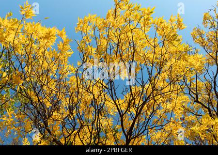 Les feuilles dorées sur les arbres le long du fleuve Mississippi reflètent la lumière du soleil dans le feuillage d'automne Banque D'Images