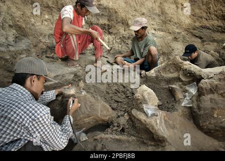 Le paléontologue Iwan Kurniawan (à gauche) travaille avec des villageois et un chercheur sur l'excavation des os fossilisés d'une espèce d'éléphant éteinte scientifiquement identifiée comme Elephas hysudrindicus, ou populairement appelé 'éléphant Blora', à Sunggun, Mendalem, Kradenan, Blora, Central Java, Indonésie. L'équipe de scientifiques de la recherche sur les vertébrés (Agence géologique, Ministère indonésien de l'énergie et des ressources minérales) dirigée par Kurniawan lui-même avec Fachroel Aziz a découvert les os de l'espèce presque entièrement (environ 90 pour cent complets) qui plus tard leur permettrait de construire... Banque D'Images