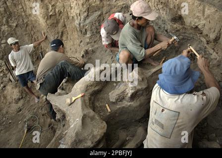 Un paléontologue travaille avec des villageois sur l'excavation d'os fossilisés d'une espèce d'éléphant éteinte scientifiquement identifiée comme Elephas hysudrindicatus, ou populairement appelé 'éléphant Blora', à Sunggun, Mendalem, Kradenan, Blora, Central Java, Indonésie. L'équipe de scientifiques de la recherche sur les vertébrés (Agence géologique, Ministère indonésien de l'énergie et des ressources minérales) dirigée par Iwan Kurniawan et Fachroel Aziz a découvert presque entièrement les os de l'espèce (environ 90 pour cent) qui leur permettraient plus tard de construire une reconstruction scientifique, qui est exposée à la Géologie... Banque D'Images