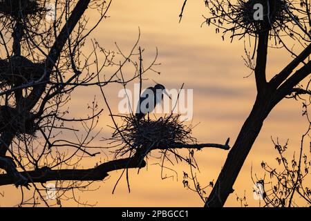 Super Blue Heron Rookery au coucher du soleil Banque D'Images