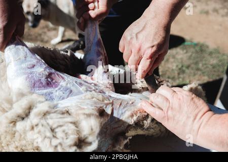 Un homme hispanique méconnaissable butchaering et skinning un mouton sur une table dans sa maison de campagne. Traditions patagoniennes Banque D'Images