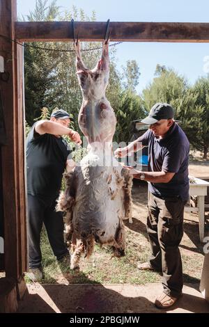 Des hommes latins indigènes qui butcheraient et brochent un agneau suspendu dans sa maison de campagne. Traditions patagoniennes Banque D'Images