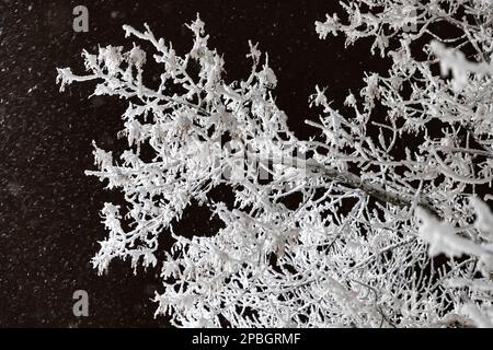 La neige couvre un arbre dans la nuit froide de l'Alaska comme il tombe doucement du ciel à Anchorage pour s'accumuler Banque D'Images