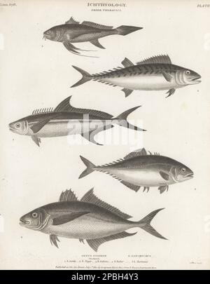 Bonite de l'Atlantique, Sarda sarda 1, cobia, Rachycentron canadum 2, jaquette en similicuir Castin, Oligoplites saliens 3, bar Jack, Caranx ruber 4, et long-queue Croaker, Lonchurus lanceolatus 5. Gravure sur plaque de coperplate de Thomas Milton de la Cyclopedia d'Abraham Rees ou du Dictionnaire universel des arts, des sciences et de la littérature, Longman, Hurst, Rees, Orme et Brown, Paternoster Row, Londres, 1 juillet 1812. Banque D'Images