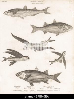 Éperlan de sable méditerranéen, Atherina hepstus 1, mulet gris à tête plate, Mugil cephalus 2,3, flyingfish tropical à deux ailes, Exocoetus volitans 4, poissons-mouches, Cheilopogon exsiliens 5, et poissons volants africains, Parexocoetus mento 6. Gravure sur plaque de coperplate de Thomas Milton de la Cyclopedia d'Abraham Rees ou du Dictionnaire universel des arts, des sciences et de la littérature, Longman, Hurst, Rees, Orme, Paternoster Row, Londres, 11 février 1809. Banque D'Images