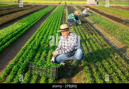 Workman récolte de la salade de maïs vert sur le terrain agricole Banque D'Images