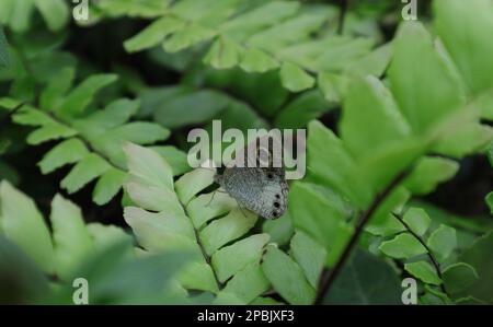 Un papillon blanc à quatre anneaux (Ypthima Ceylonica) perché au-dessus d'une fougères, vue arrière du papillon depuis les fougères au premier plan Banque D'Images