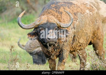 Portrait d'un buffle africain (Syncerus caffer) couvert de boue, parc national de Mokala, Afrique du Sud Banque D'Images