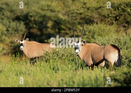 Les antilopes gemsbok (Oryx gazella) dans l'habitat naturel, Mokala National Park, Afrique du Sud Banque D'Images