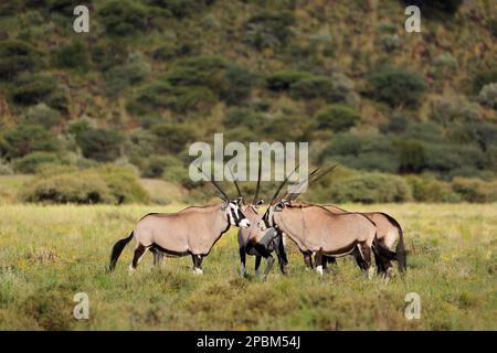 Les antilopes gemsbok (Oryx gazella) dans l'habitat naturel, Mokala National Park, Afrique du Sud Banque D'Images