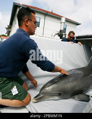 U.S. Navy Petty Officer Shawn McDonald, left, helps load Navy dolphin Ten into a sling during a demonstration at the U.S. Navy Marine Mammal Program facility at Naval Base Point Loma in San Diego on Thursday, April, 12, 2007. The facility houses and trains about 75 dolphins and 25 sea lions which the Navy uses for mine detection and force protection. (AP Photo/Denis Poroy)