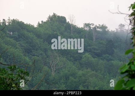 Les collines vertes sont couvertes de brouillard. Brumiser les montagnes couvertes en hiver matin. Photo prise de Chittagong, Bandarban, Bangladesh. Banque D'Images