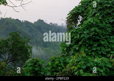 Les collines vertes sont couvertes de brouillard. Brumiser les montagnes couvertes en hiver matin. Photo prise de Chittagong, Bandarban, Bangladesh. Banque D'Images