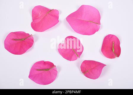 Fleur de bougainvilliers, fleur de Bougainvilliers rose isolée sur blanc Banque D'Images
