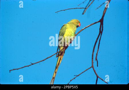 Le perroquet à anneaux (Psittacula krameri), également connu sous le nom de perroquet à col annulaire, est un perroquet de taille moyenne du genre Psittacula, de la famille des Psittacidae. Paraquet vert vif, souvent trouvé dans les bois, les parcs, et les jardins, où il se nourrit principalement d'arbres. Nids dans les cavités, y compris les trous dans les bâtiments. Facilement négligé si calme, car le plumage vert brillant se fond facilement avec le feuillage. Banque D'Images