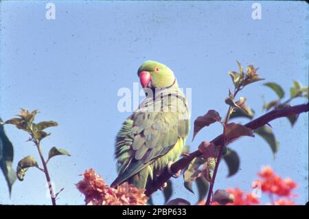 Le perroquet à anneaux (Psittacula krameri), également connu sous le nom de perroquet à col annulaire, est un perroquet de taille moyenne du genre Psittacula, de la famille des Psittacidae. Paraquet vert vif, souvent trouvé dans les bois, les parcs, et les jardins, où il se nourrit principalement d'arbres. Nids dans les cavités, y compris les trous dans les bâtiments. Facilement négligé si calme, car le plumage vert brillant se fond facilement avec le feuillage. Banque D'Images