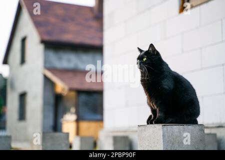 Un beau chat noir sérieux s'assoit sur la toile de fond d'un chantier de construction dans le secteur privé Banque D'Images