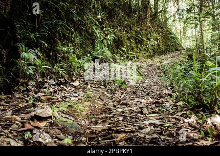 Sentier un sentier utilisé pour le trekking dans le parc national de Kinabalu, Sabah, Malaisie. Un sentier pittoresque à l'intérieur du parc national de Kinabalu, qui est une œuvre de l'UNESCO Banque D'Images