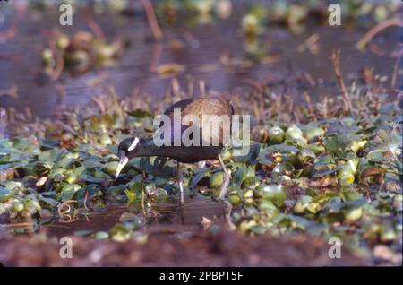 Le jacana à queue de faisan est un jacana du genre monotypique Hydrophasianus. Comme tous les autres jacanas, ils ont des orteils et des ongles allongés qui leur permettent de marcher sur une végétation flottante dans des lacs peu profonds, leur habitat préféré. Ces oiseaux de passage à gué inhabituels sont identifiés par leurs longues jambes et leurs orteils et griffes extrêmement longs et minces qui leur permettent de répartir leur poids uniformément. Banque D'Images