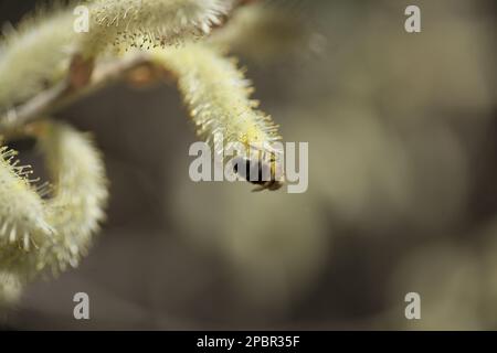 Flore de Gran Canaria - Salix canariensis, saule des îles Canaries, chatons doux jaune clair fleuris en hiver Banque D'Images