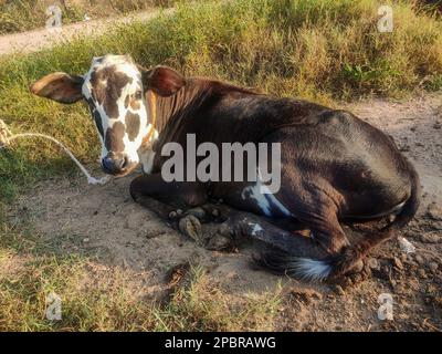 Une jeune vache assise sur le sol alors qu'elle est attachée le matin Banque D'Images