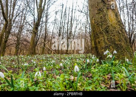 beaucoup de gouttes de neige fraîches dans le fond de la forêt au printemps Banque D'Images