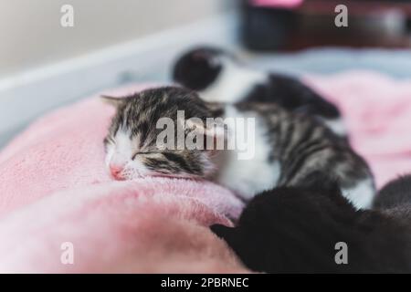 Trois petits chatons nouveau-nés dormant sur une couverture rose. Photo de haute qualité Banque D'Images