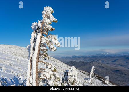 Un petit pin nain pousse au sommet d'une montagne dans des conditions difficiles : froid, vent, sol rocheux. Dans la nature Banque D'Images