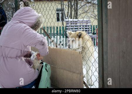 Fille dans une veste rose brise un morceau de pain pour nourrir un chien de rue assis derrière une clôture, montrant l'amour pour les animaux Banque D'Images