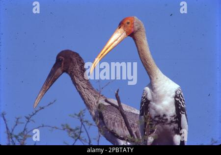 Le cigotype peint (Mycteria leucocephala) est un grand wader de la famille des cigognes. Il se trouve dans les zones humides des plaines de l'Asie tropicale au sud de l'Himalaya dans le sous-continent indien et s'étend jusqu'en Asie du Sud-est. Leurs plumes tertiales roses distinctives des adultes leur donnent leur nom. Ils nichent colonellement dans les arbres, souvent avec d'autres oiseaux aquatiques. Ils ne sont pas migrateurs et ne font que des déplacements à courte distance dans certaines parties de leur aire de répartition en réponse aux changements de conditions météorologiques ou de disponibilité alimentaire ou pour la reproduction. Banque D'Images