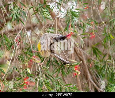 Un petit oiseau rouge australien (Anthochaera carunculata) se nourrissant d'une fleur de callistemon rouge (bottin) Banque D'Images