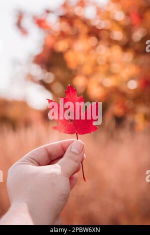 Chute à Cincinnati Ohio - les feuilles tombent Banque D'Images