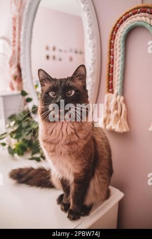 Chat siamois assis sur une commode pour petites filles Banque D'Images